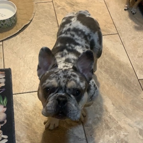 Roy, Adopted, Young Male French Bulldog.