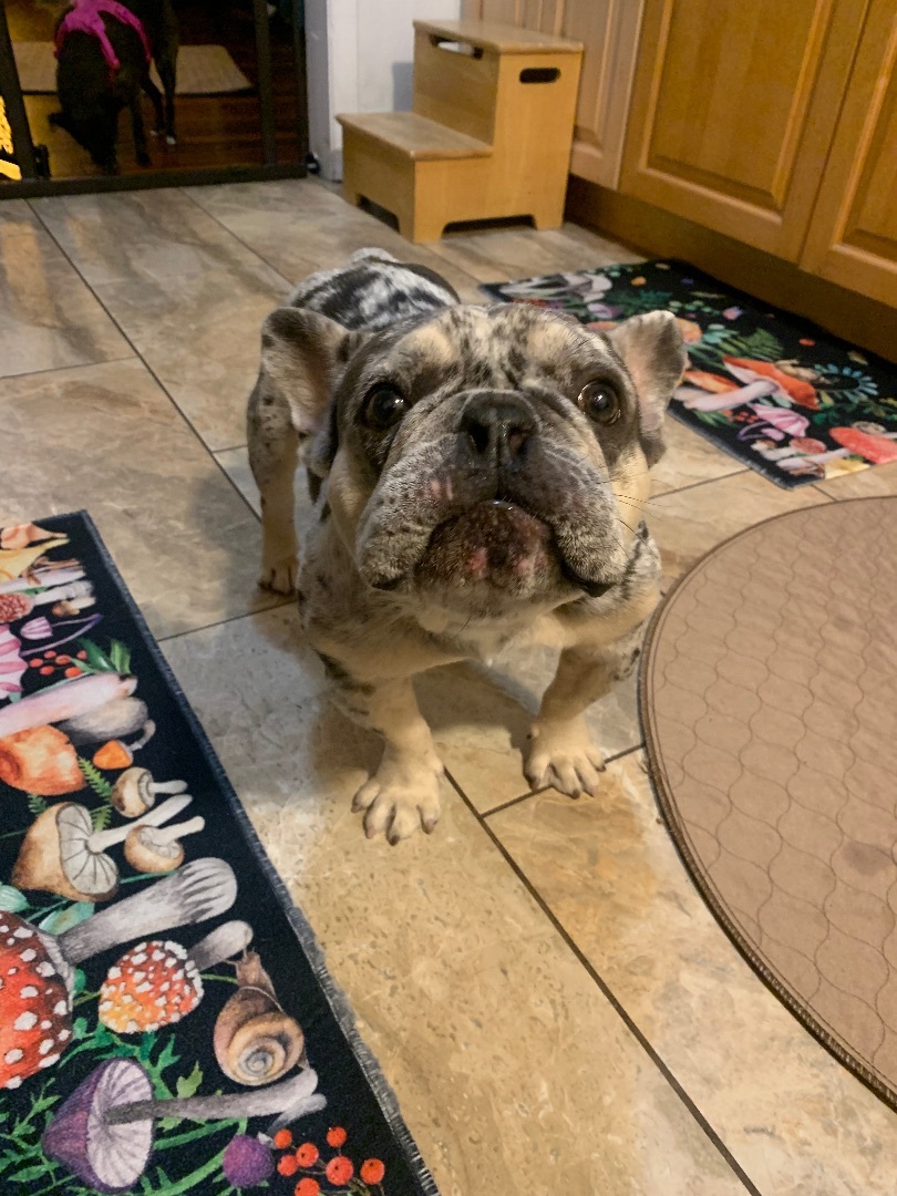 Roy, a Adopted French Bulldog in Bonita Springs, FL image 2/4