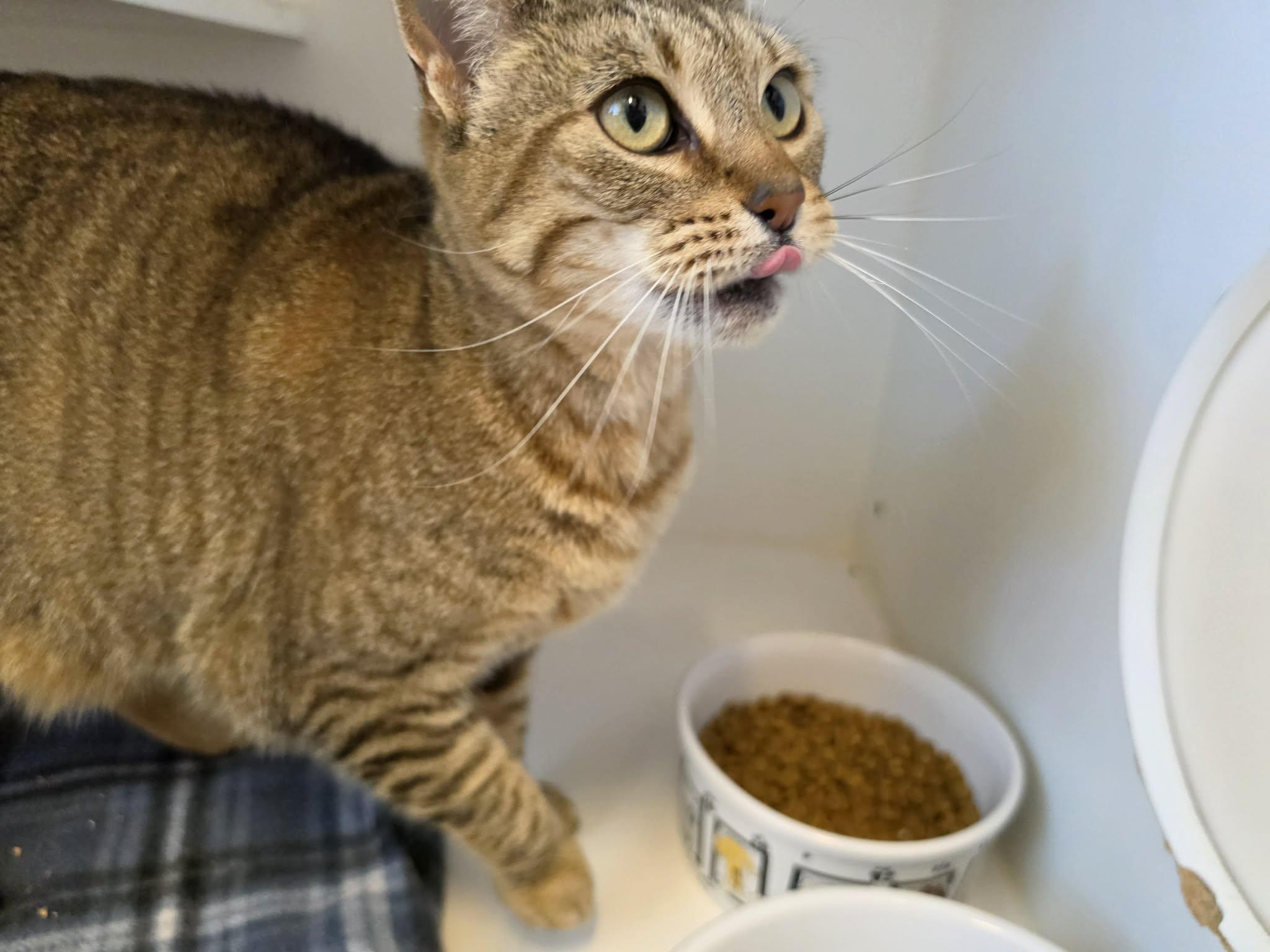 Enlarge Artemis, a ADOPTABLE Domestic Short Hair in Grants Pass, OR image 5/5