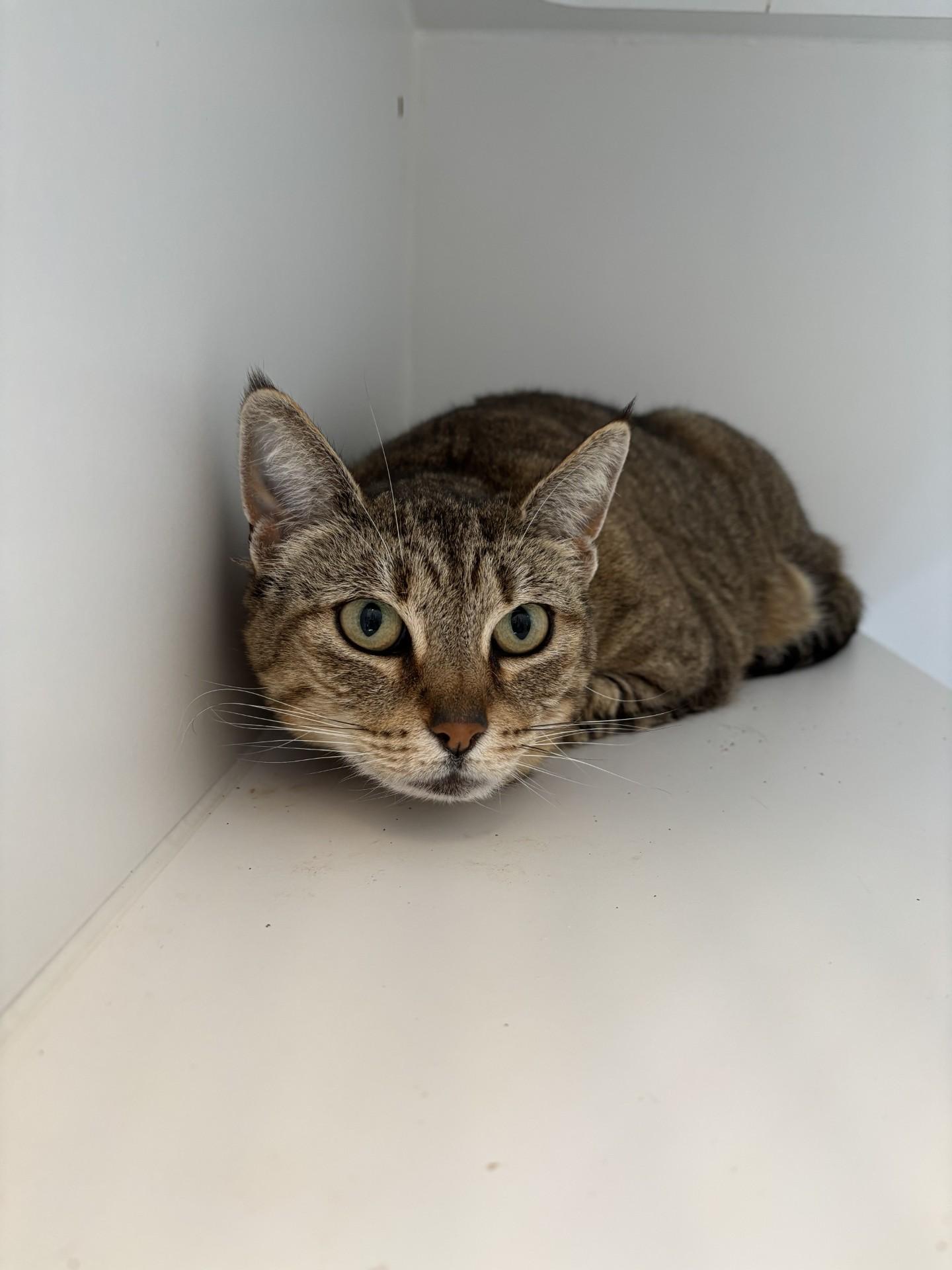 Artemis, ADOPTABLE, Senior Female Domestic Short Hair.