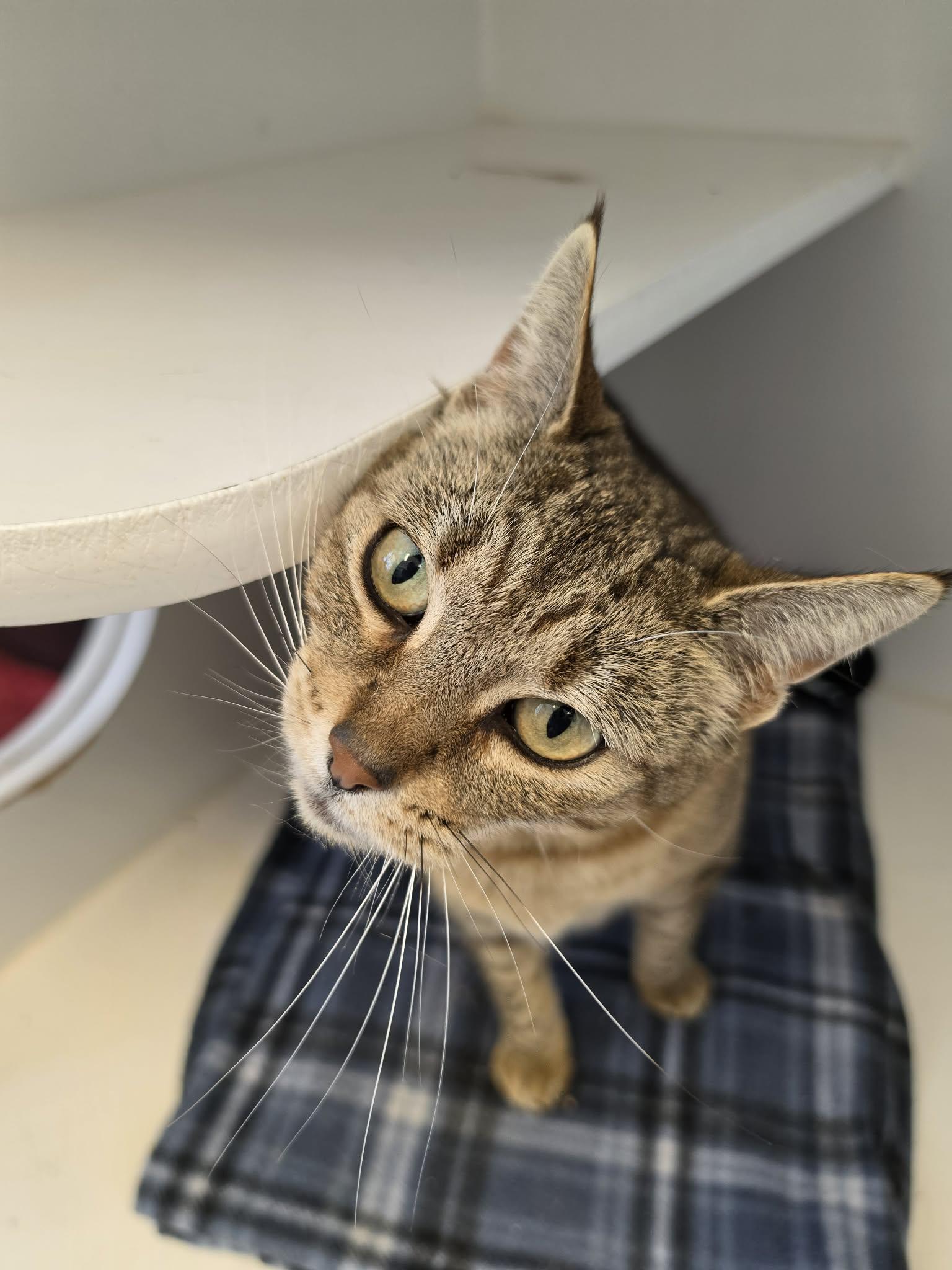 Enlarge Artemis, a ADOPTABLE Domestic Short Hair in Grants Pass, OR image 4/5