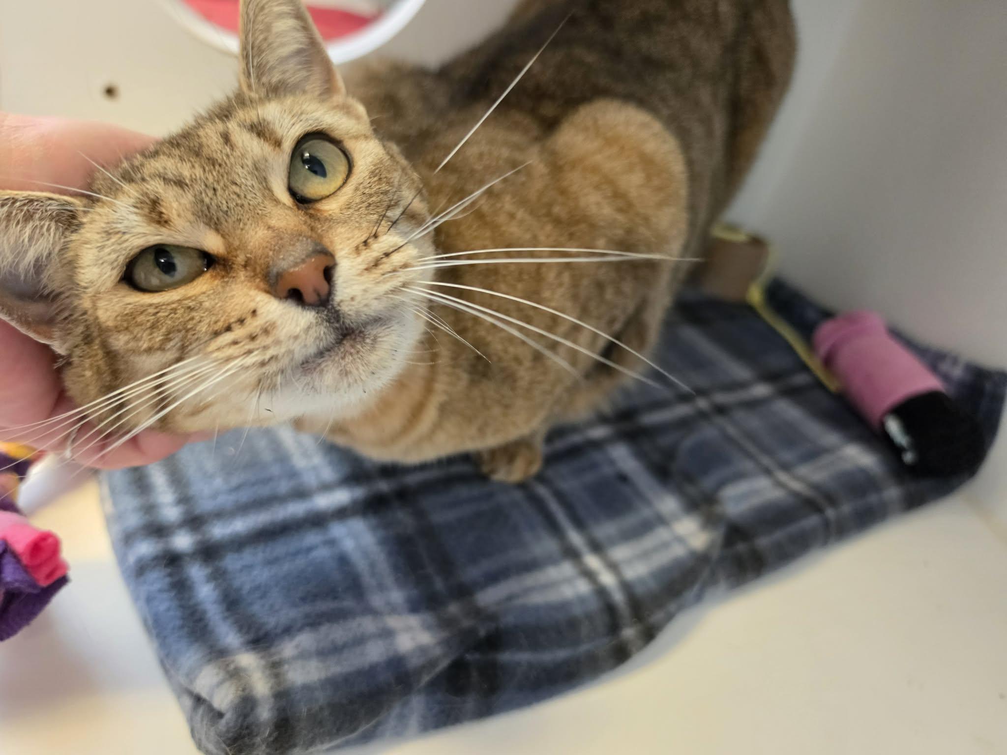 Enlarge Artemis, a ADOPTABLE Domestic Short Hair in Grants Pass, OR image 2/5