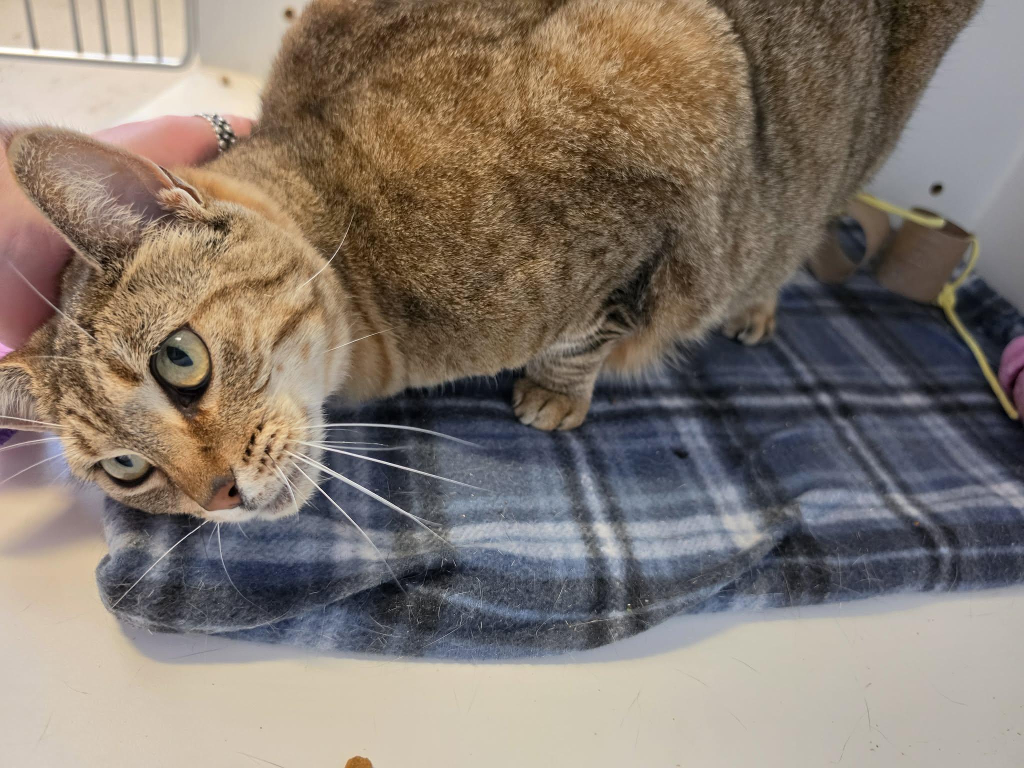Enlarge Artemis, a ADOPTABLE Domestic Short Hair in Grants Pass, OR image 3/5