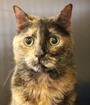 Flora, Adopted, Adult Female Tortoiseshell & Domestic Short Hair.