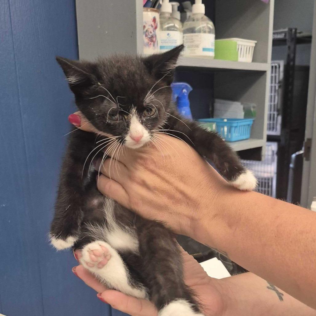 Taz, Adoptable, Kitten Male Domestic Short Hair.