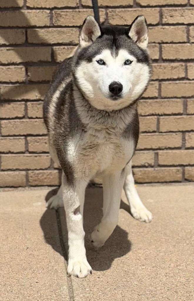 Ivy, ADOPTABLE, Adult Female Siberian Husky.