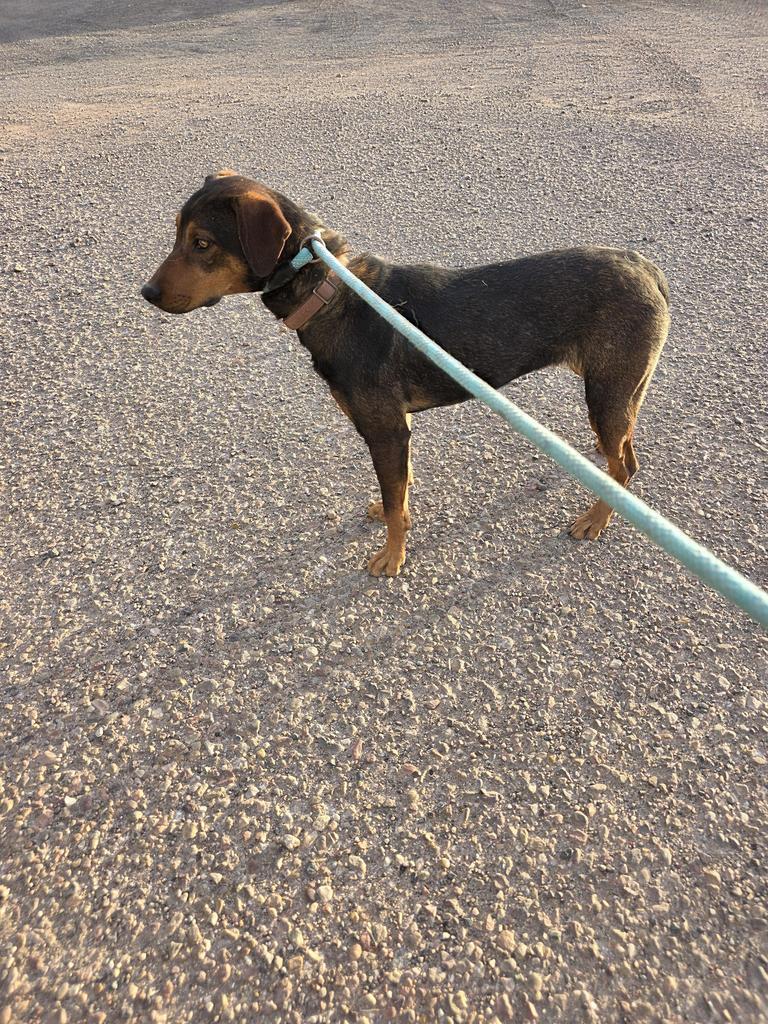 Weedle, Adoptable, Young Female Shepherd & Mixed Breed.