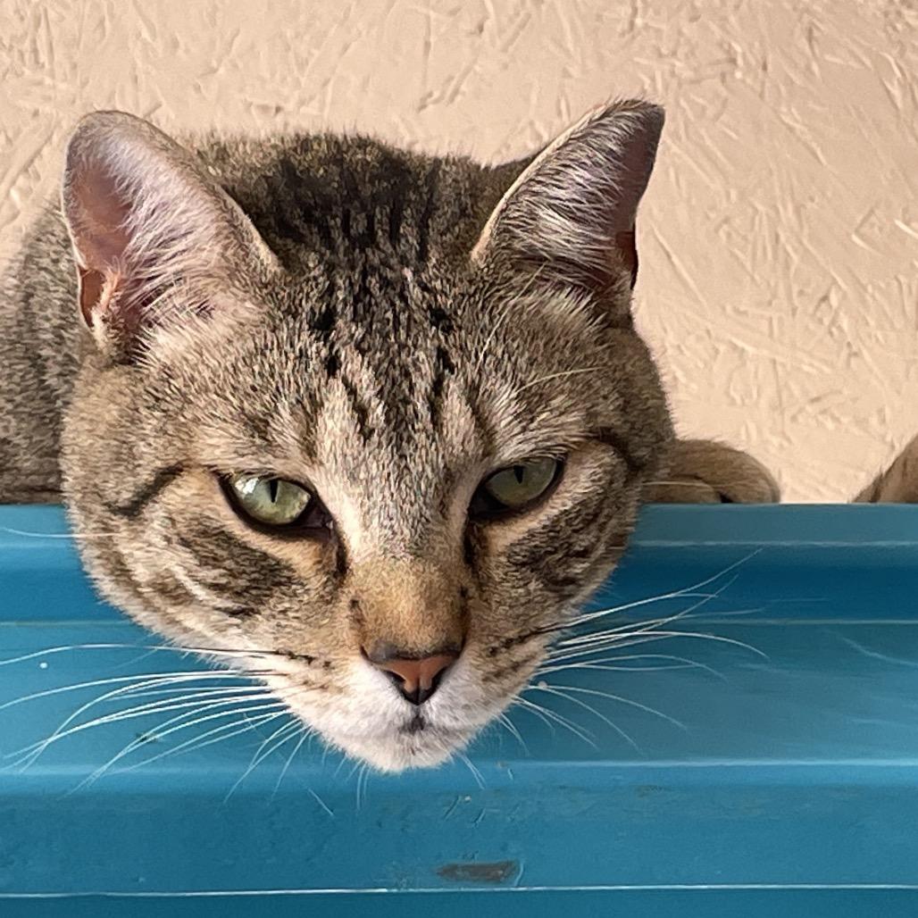 Tigger — thumbnail 2