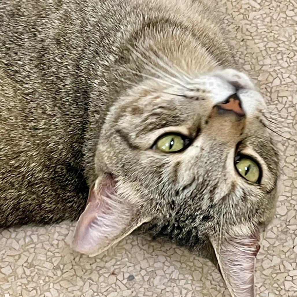 Tigger — thumbnail 3