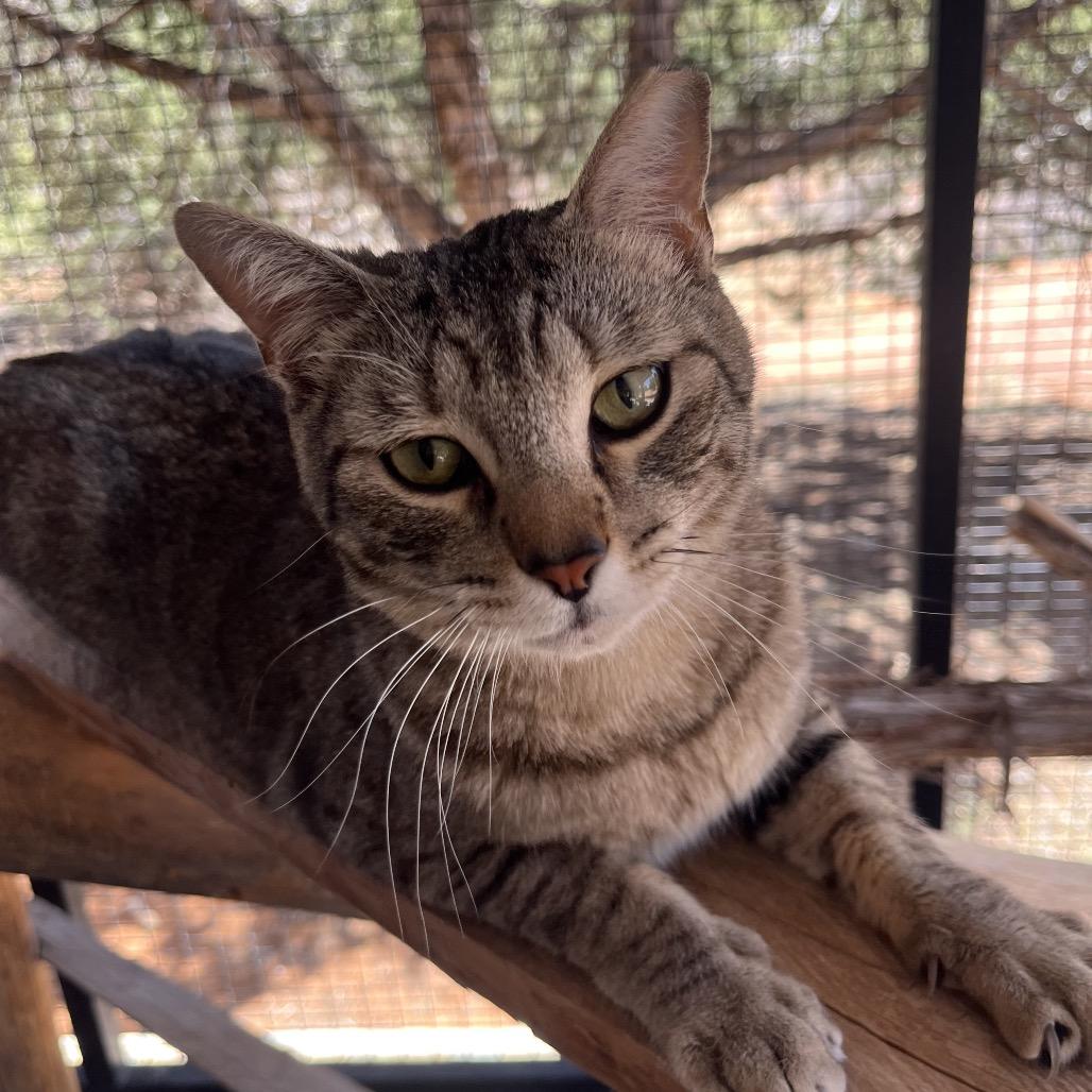 Tigger — thumbnail 4