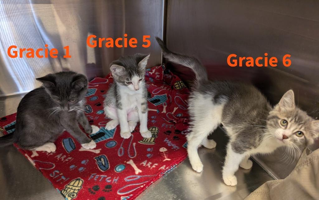 Gracie 6, Adoptable, Kitten Female Domestic Short Hair.