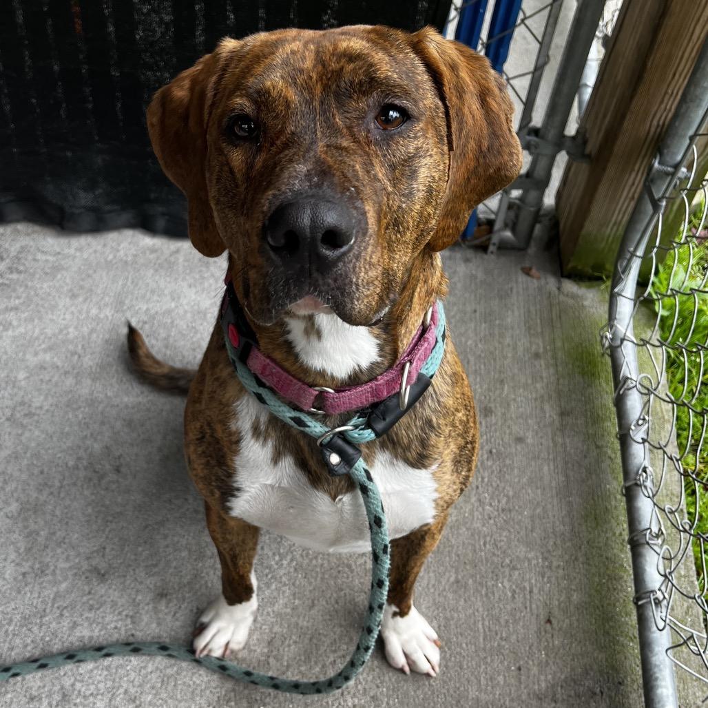 Enlarge Max, a Adoptable Mixed Breed in Summerville, SC image 1/5