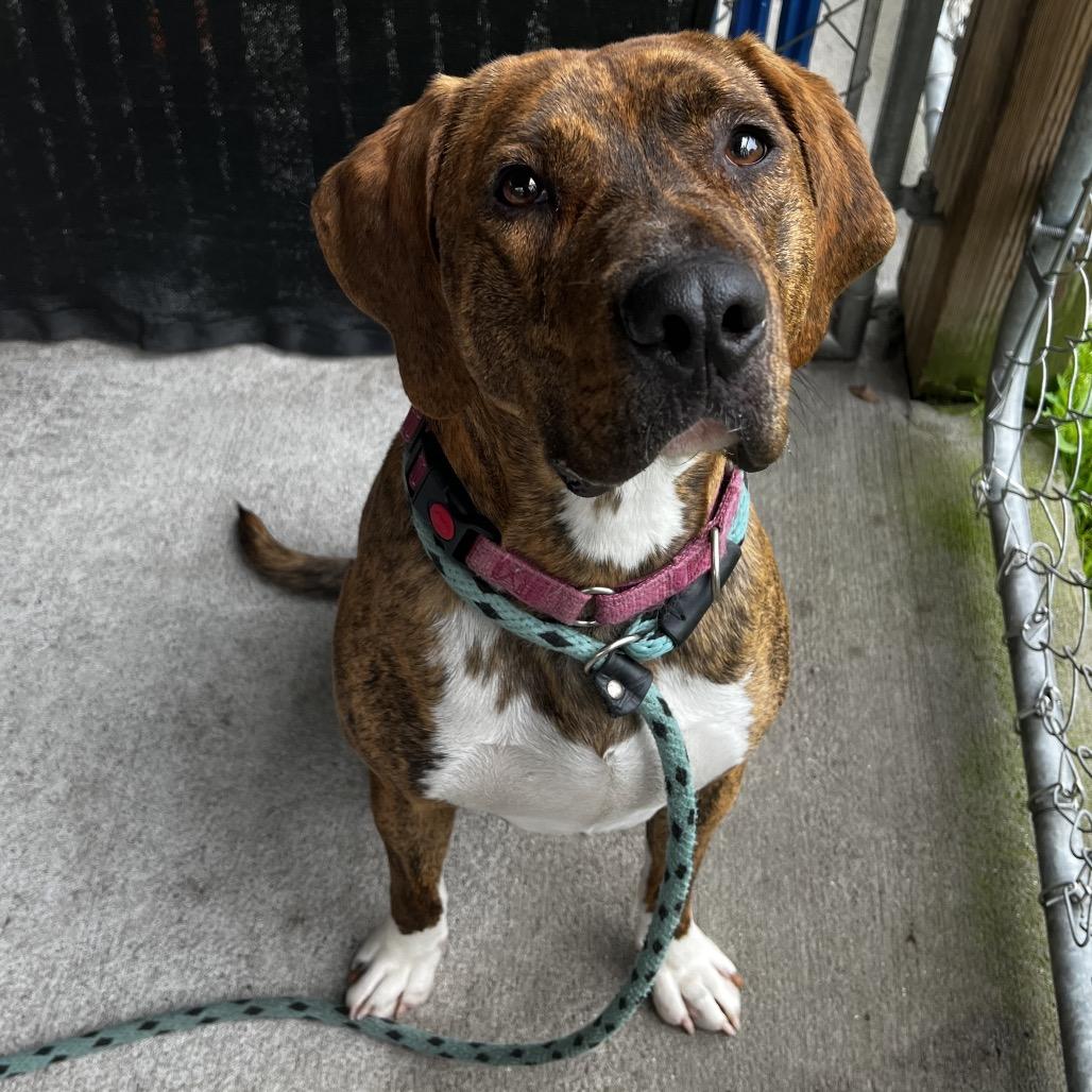 Enlarge Max, a Adoptable Mixed Breed in Summerville, SC image 2/5