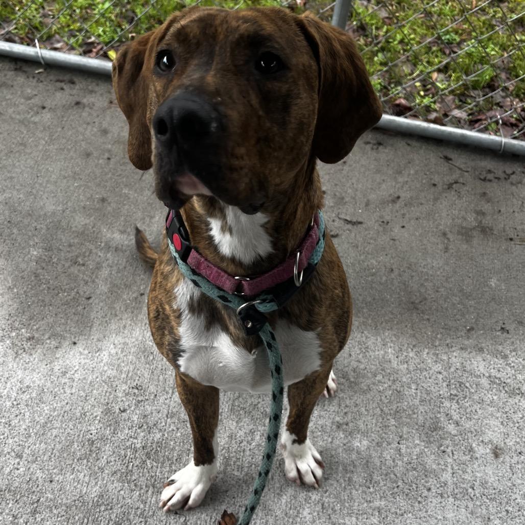Enlarge Max, a Adoptable Mixed Breed in Summerville, SC image 3/5