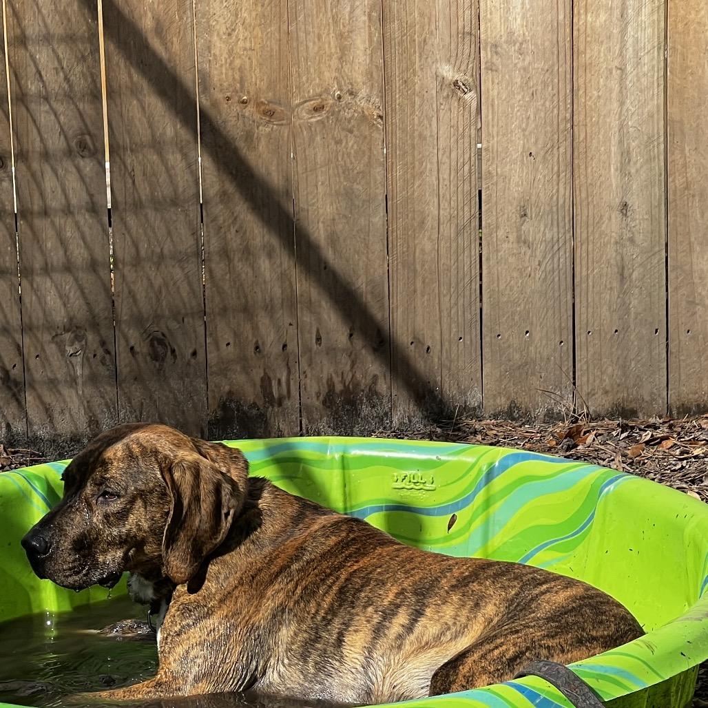 Enlarge Max, a Adoptable Mixed Breed in Summerville, SC image 4/5