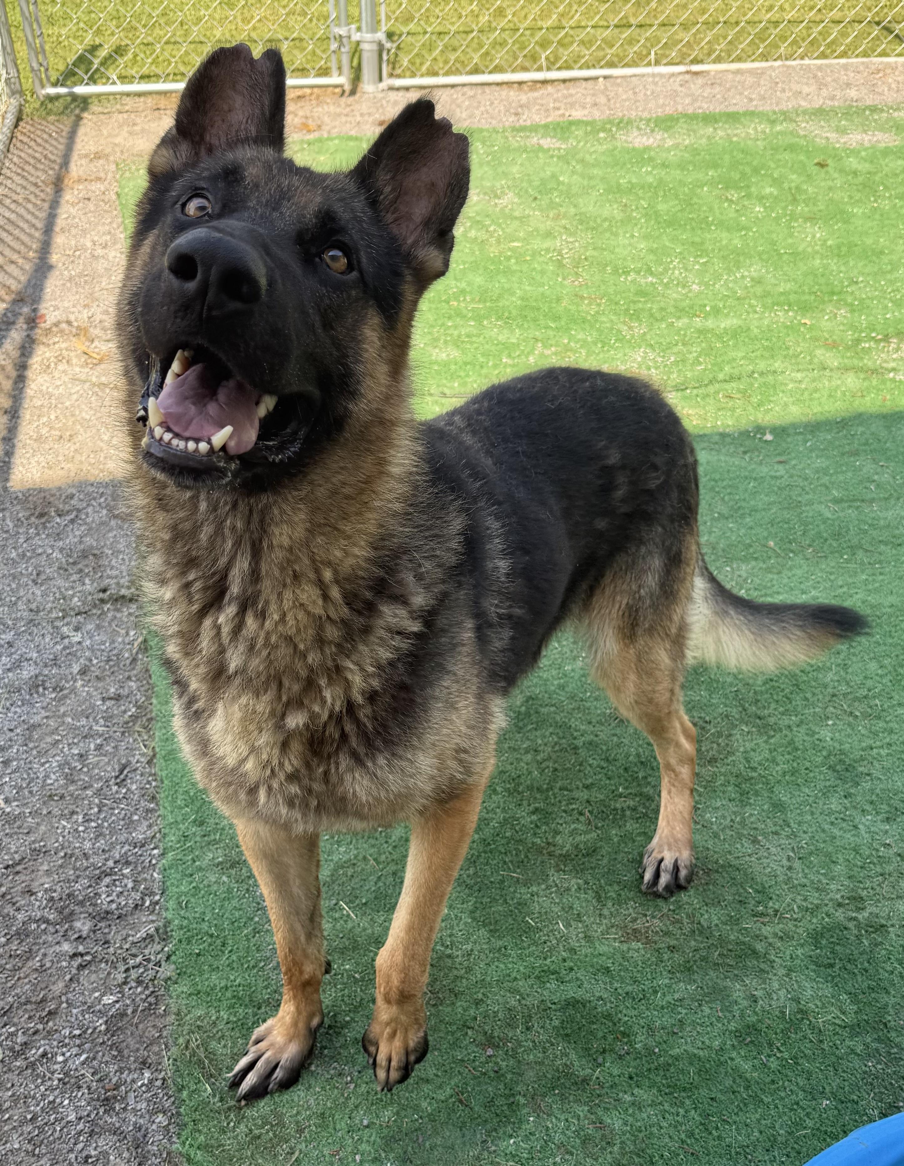 Tasmin, Adoptable, Adult Male German Shepherd Dog.