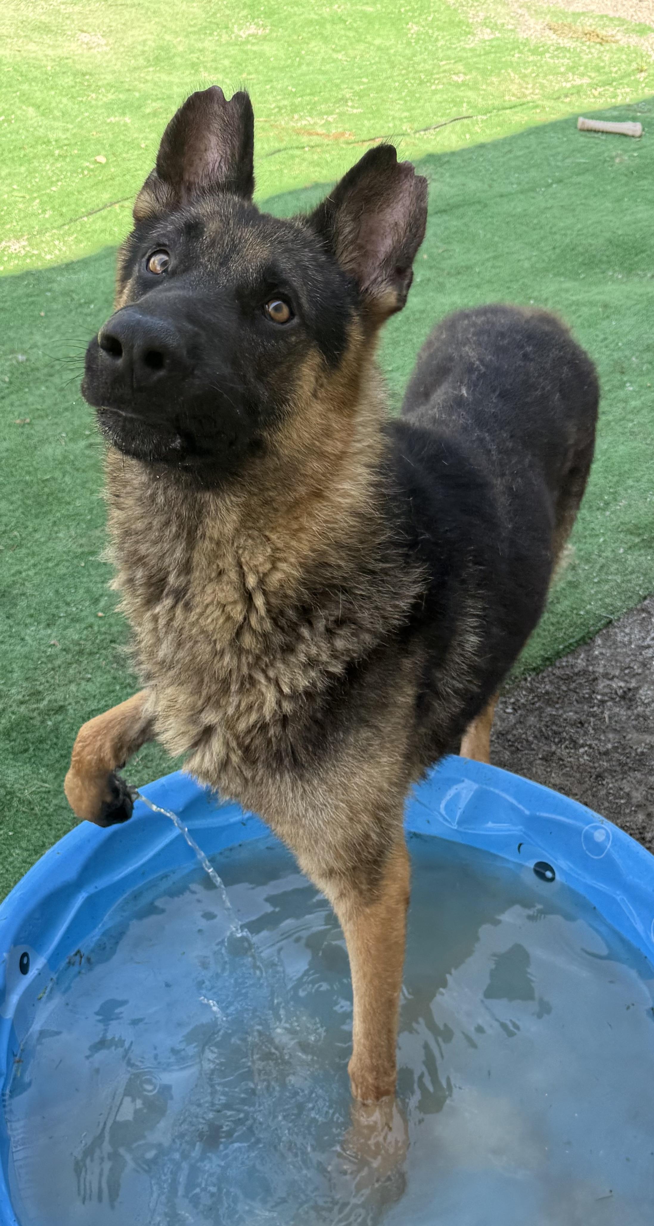 Tasmin, a Adoptable German Shepherd Dog in Hartselle, AL image 3/3