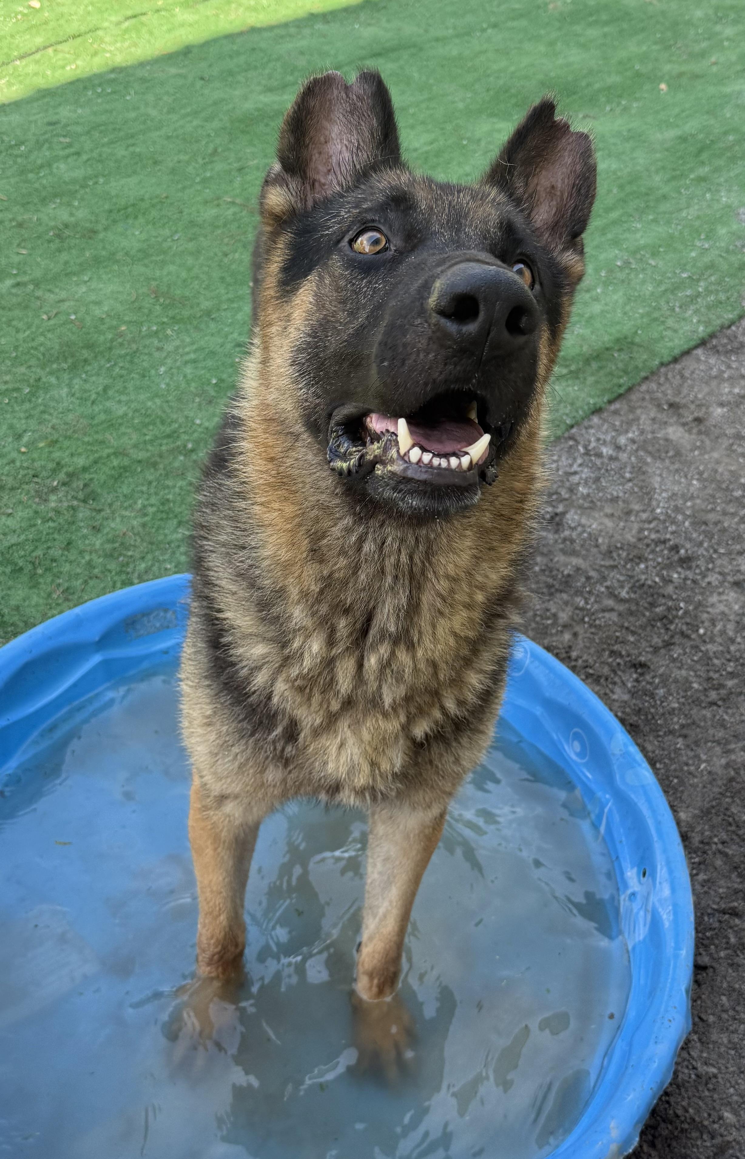 Tasmin, a Adoptable German Shepherd Dog in Hartselle, AL image 2/3