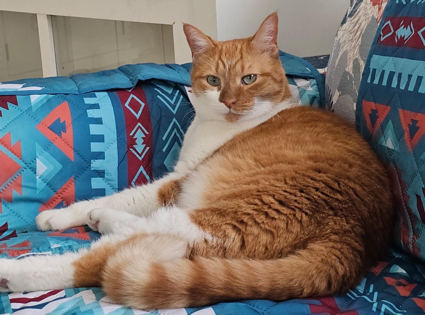 Enlarge Andy, a ADOPTABLE Domestic Short Hair in Smyrna, DE image 4/5