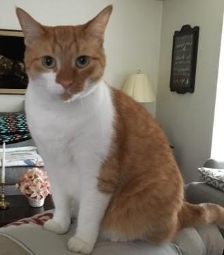 Enlarge Andy, a ADOPTABLE Domestic Short Hair in Smyrna, DE image 2/5