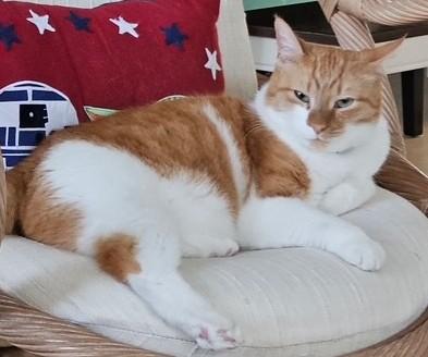 Enlarge Andy, a ADOPTABLE Domestic Short Hair in Smyrna, DE image 3/5