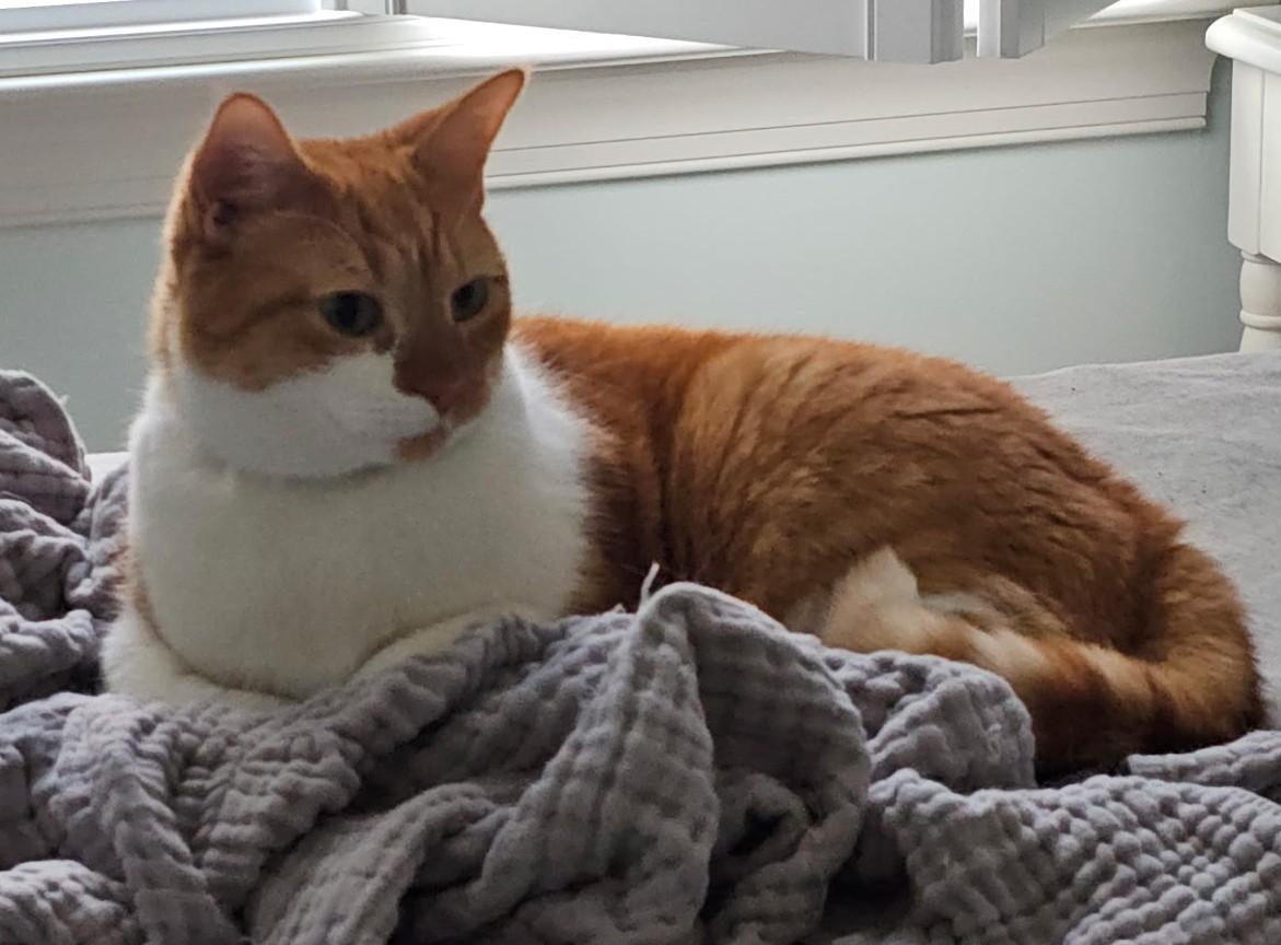 Enlarge Andy, a ADOPTABLE Domestic Short Hair in Smyrna, DE image 5/5