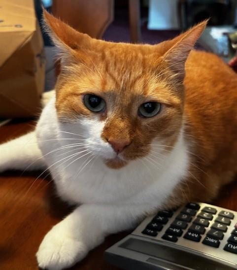 Enlarge Andy, a ADOPTABLE Domestic Short Hair in Smyrna, DE image 1/5