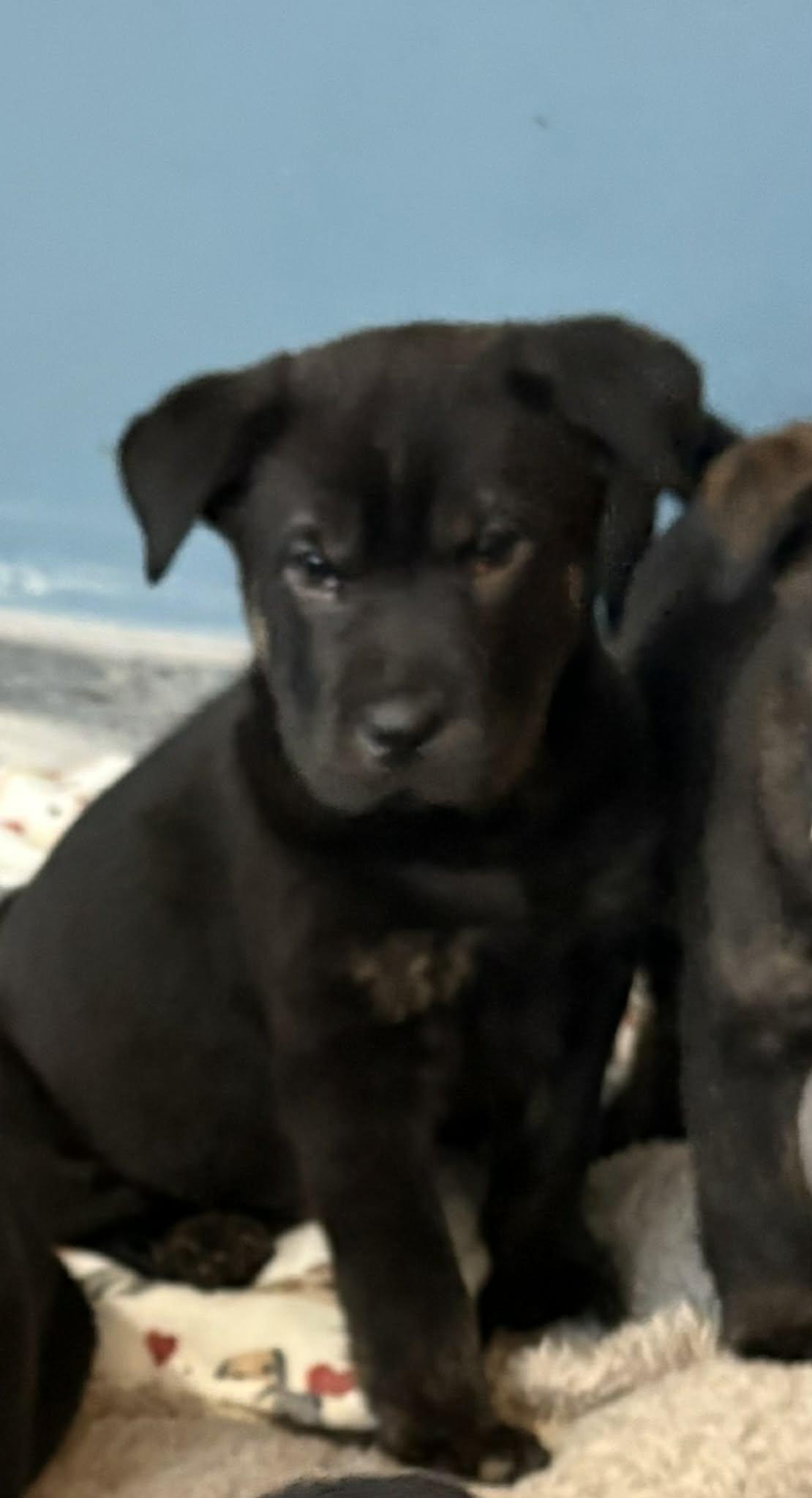 Barnaby, Adoptable, Puppy Female Terrier.