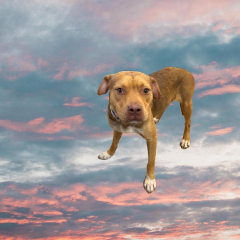 Enlarge Dan, a Adoptable mixed breed in Tuscaloosa, AL image 1/1