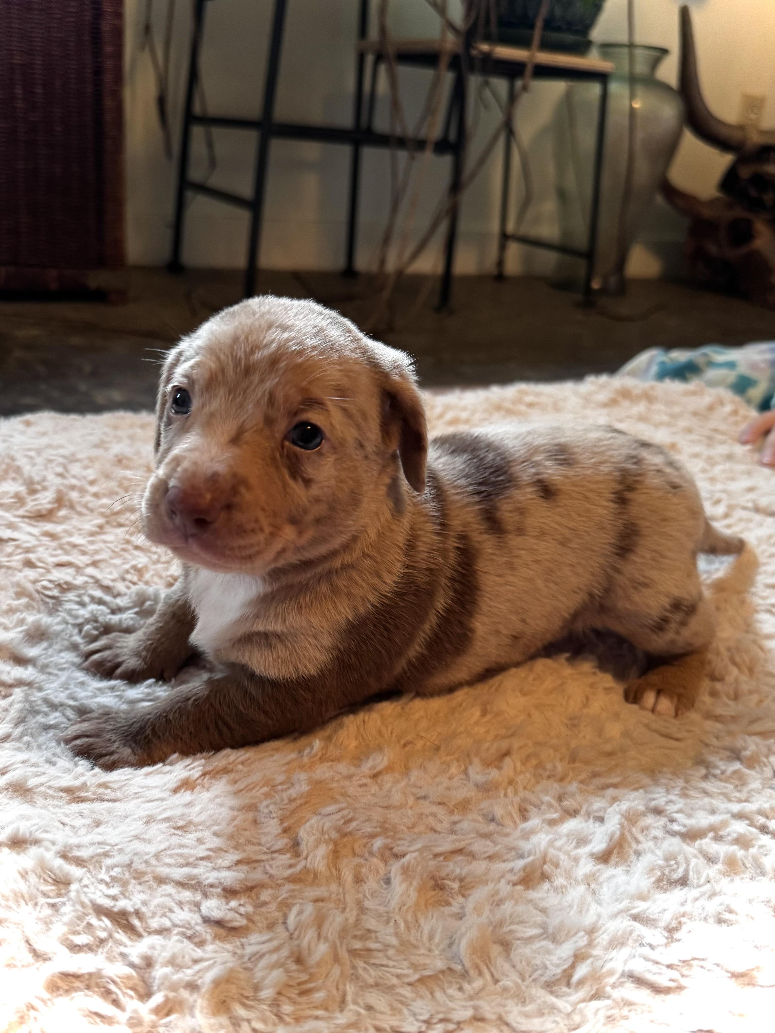 Rose, Adoptable, Puppy Female Labrador Retriever & Miniature Schnauzer.