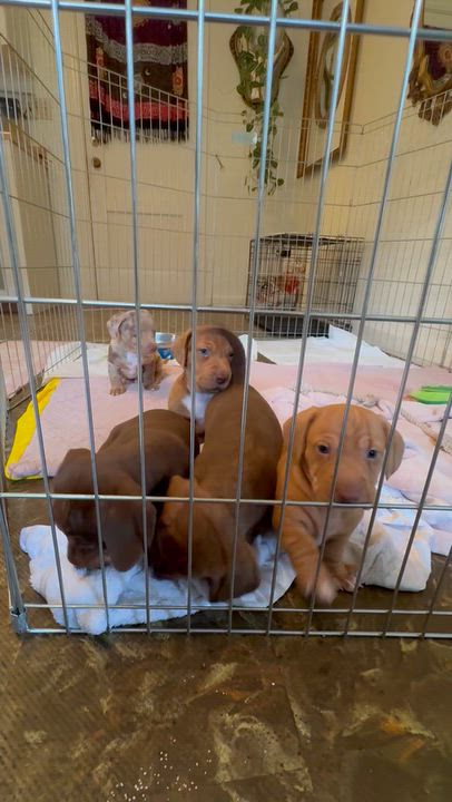 Enlarge Rose, a Adoptable mixed breed in Arcata , CA video 6/6