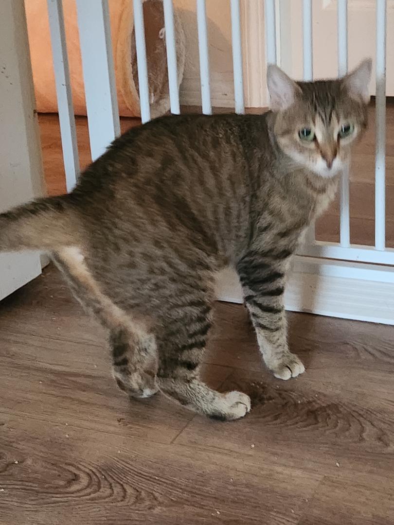 Layla, a ADOPTABLE Tabby in Westminster, CA image 2/2