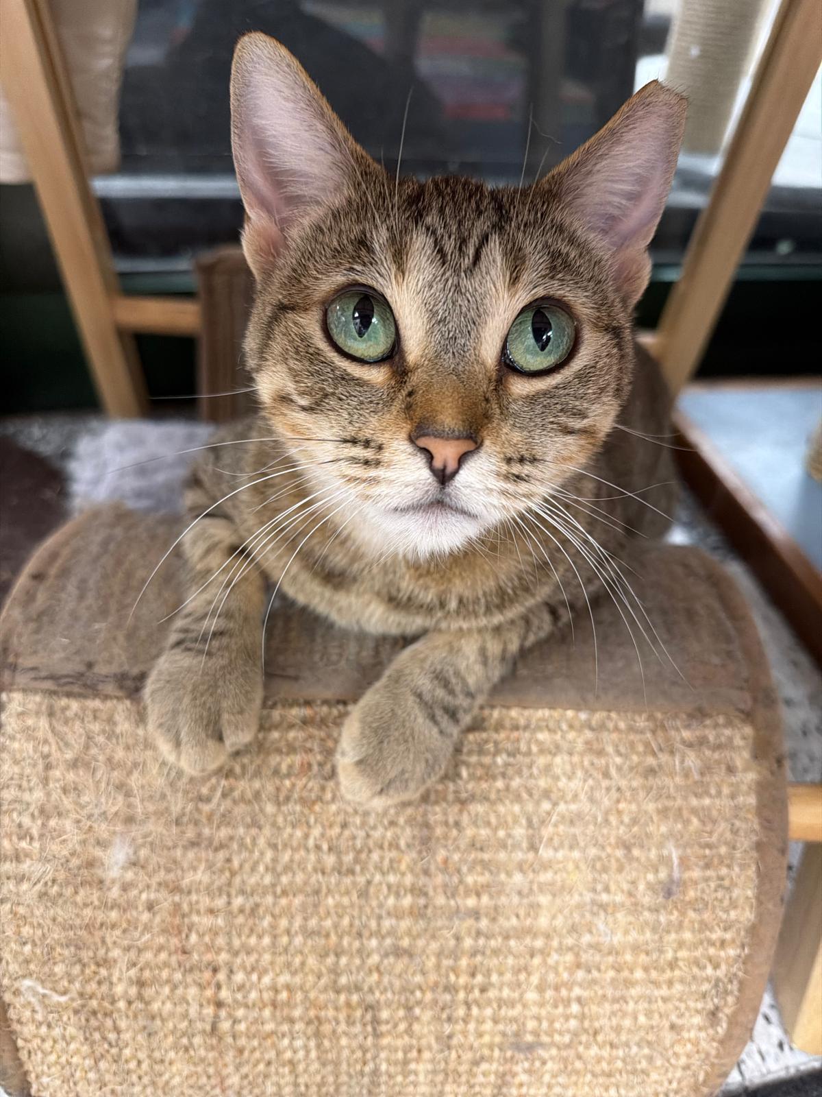 Layla, ADOPTABLE, Young Female Tabby.