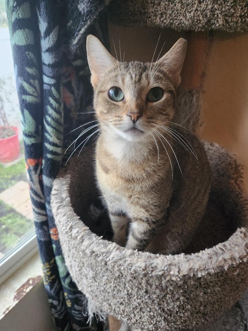 Layla, ADOPTABLE, Adult Female Tabby.