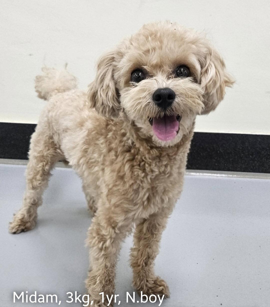 Enlarge MIDAM, a Adopted Poodle in Agoura Hills, CA image 1/1