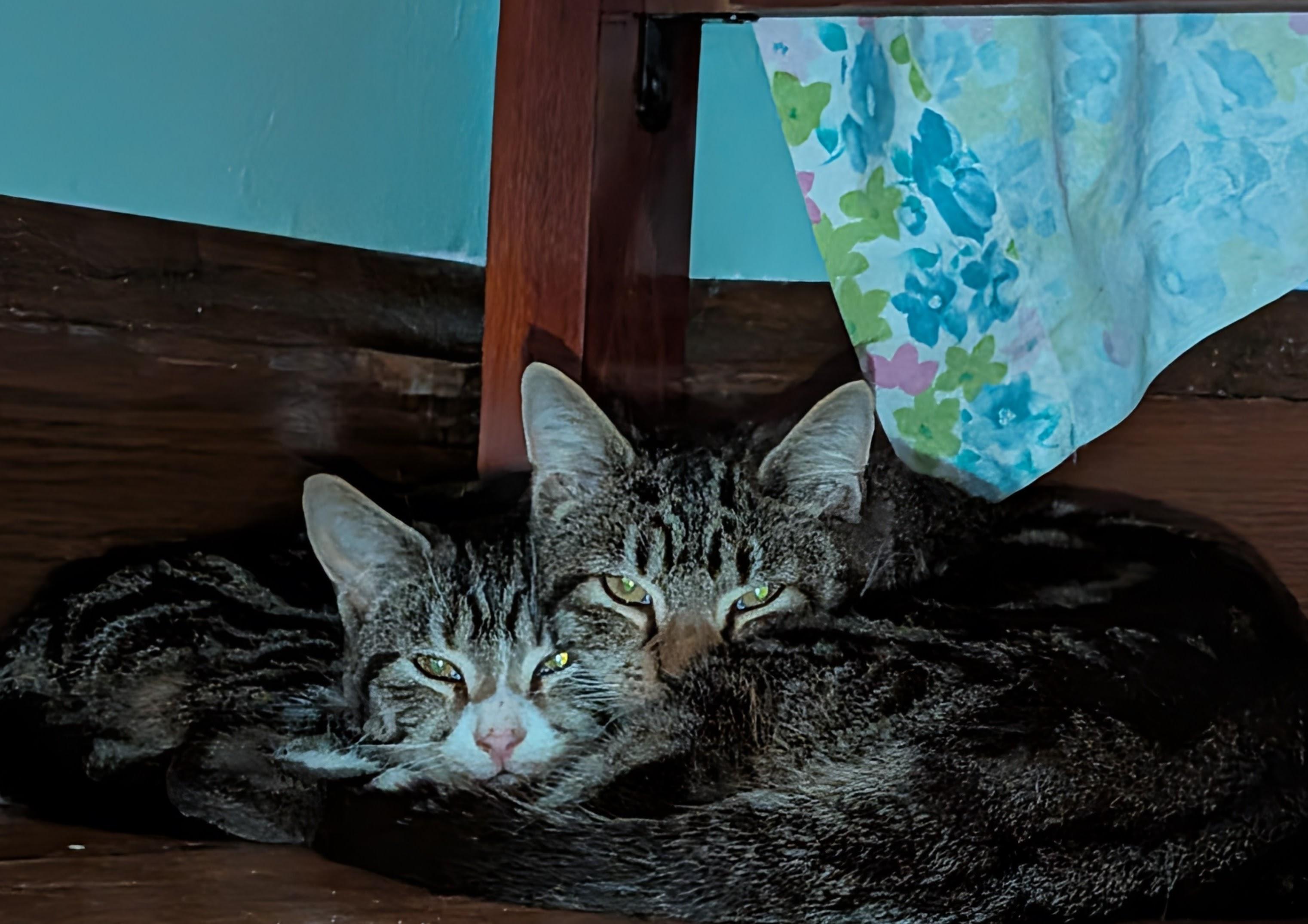 Enlarge Peets, a Adoptable Domestic Short Hair in Roslindale, MA image 2/4