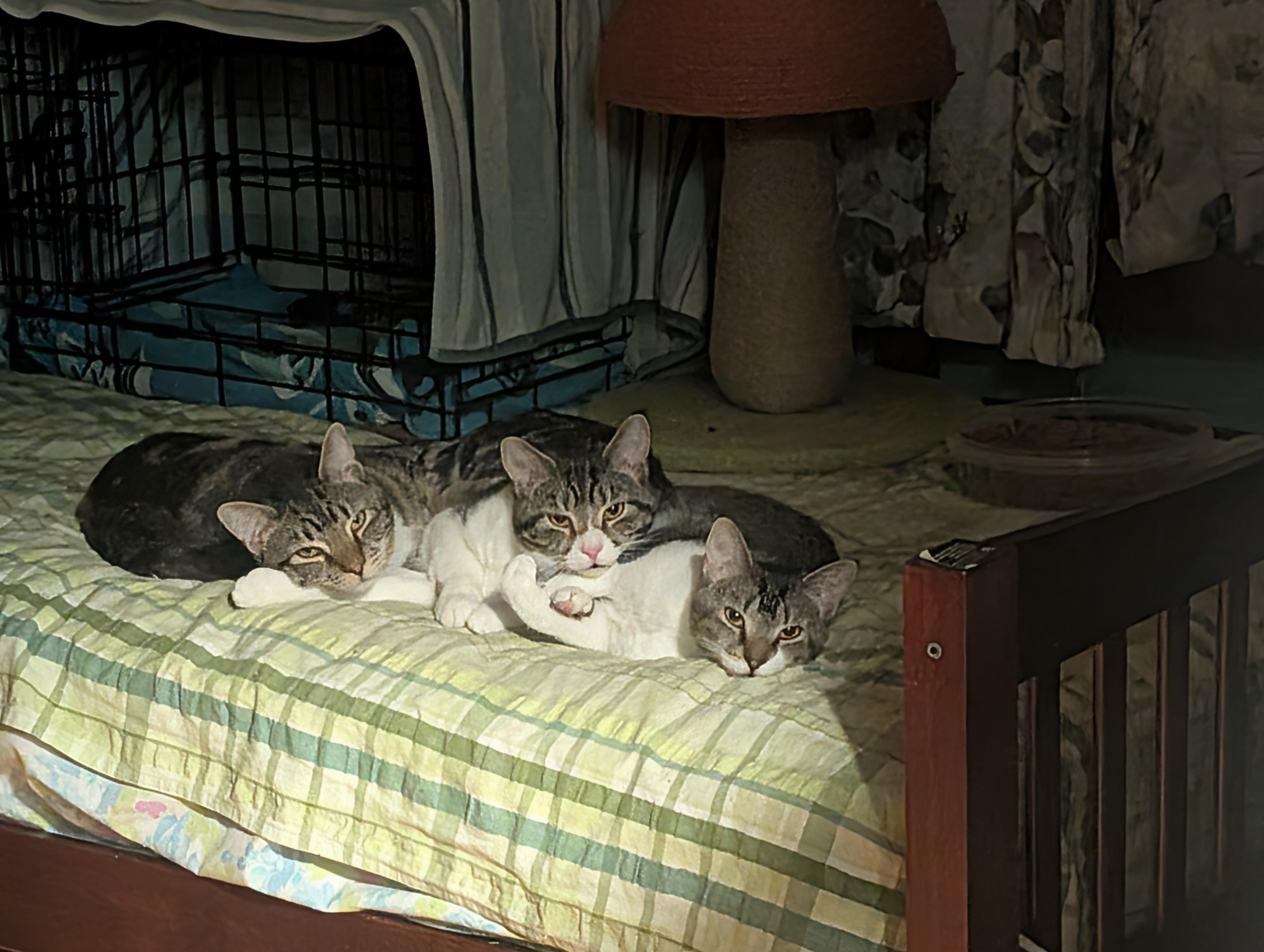 Enlarge Peets, a Adoptable Domestic Short Hair in Roslindale, MA image 5/5