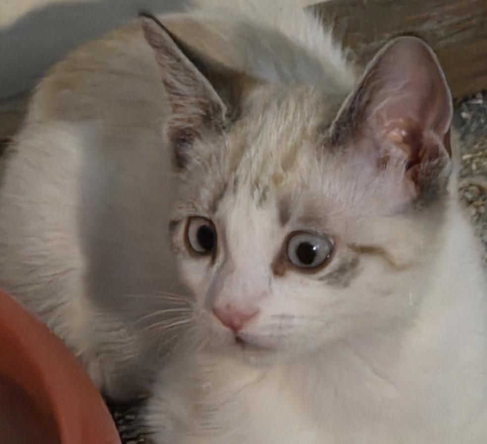 Enlarge YvetteH, a Adoptable mixed breed in Fair Oaks, CA image 1/1