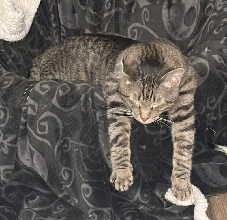 Enlarge Boq & Fiyero, a Adoptable Domestic Short Hair in Parkville, MO image 6/6