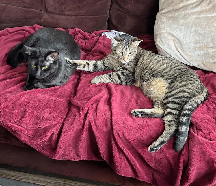 Boq & Fiyero, Adoptable, Adult Male Domestic Short Hair.