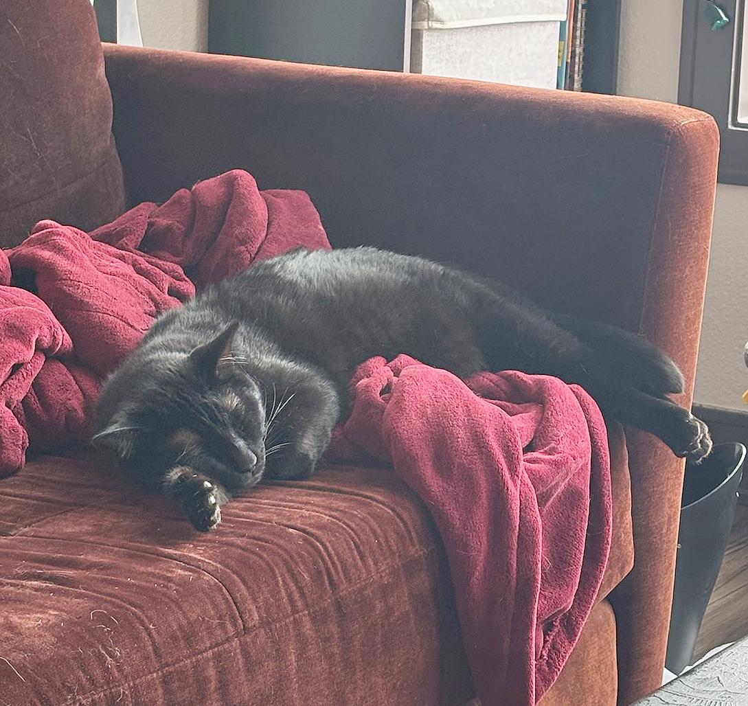 Enlarge Boq & Fiyero, a Adoptable Domestic Short Hair in Parkville, MO image 5/6