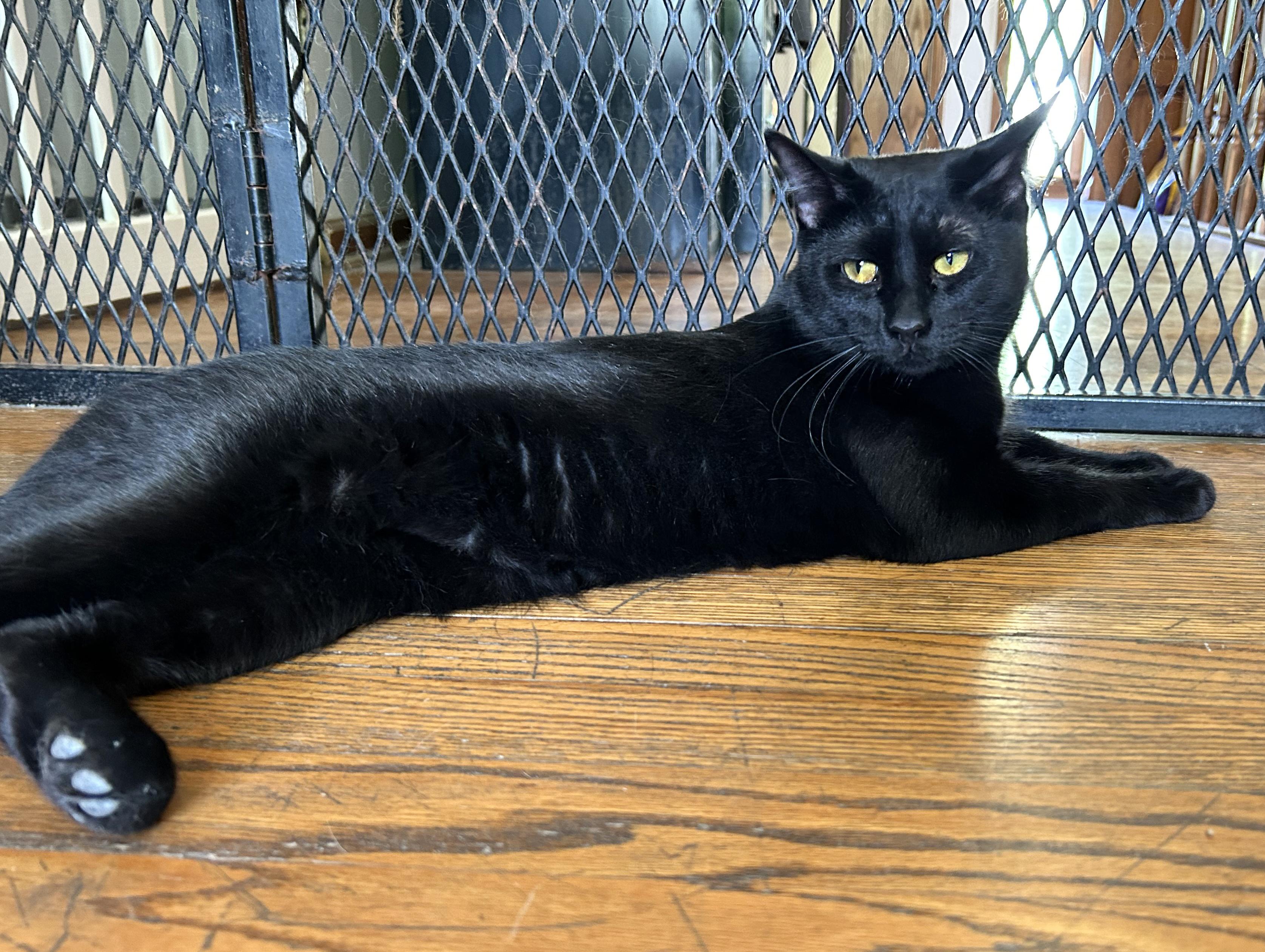 Boq & Fiyero, a Adoptable Domestic Short Hair in Parkville, MO image 6/6