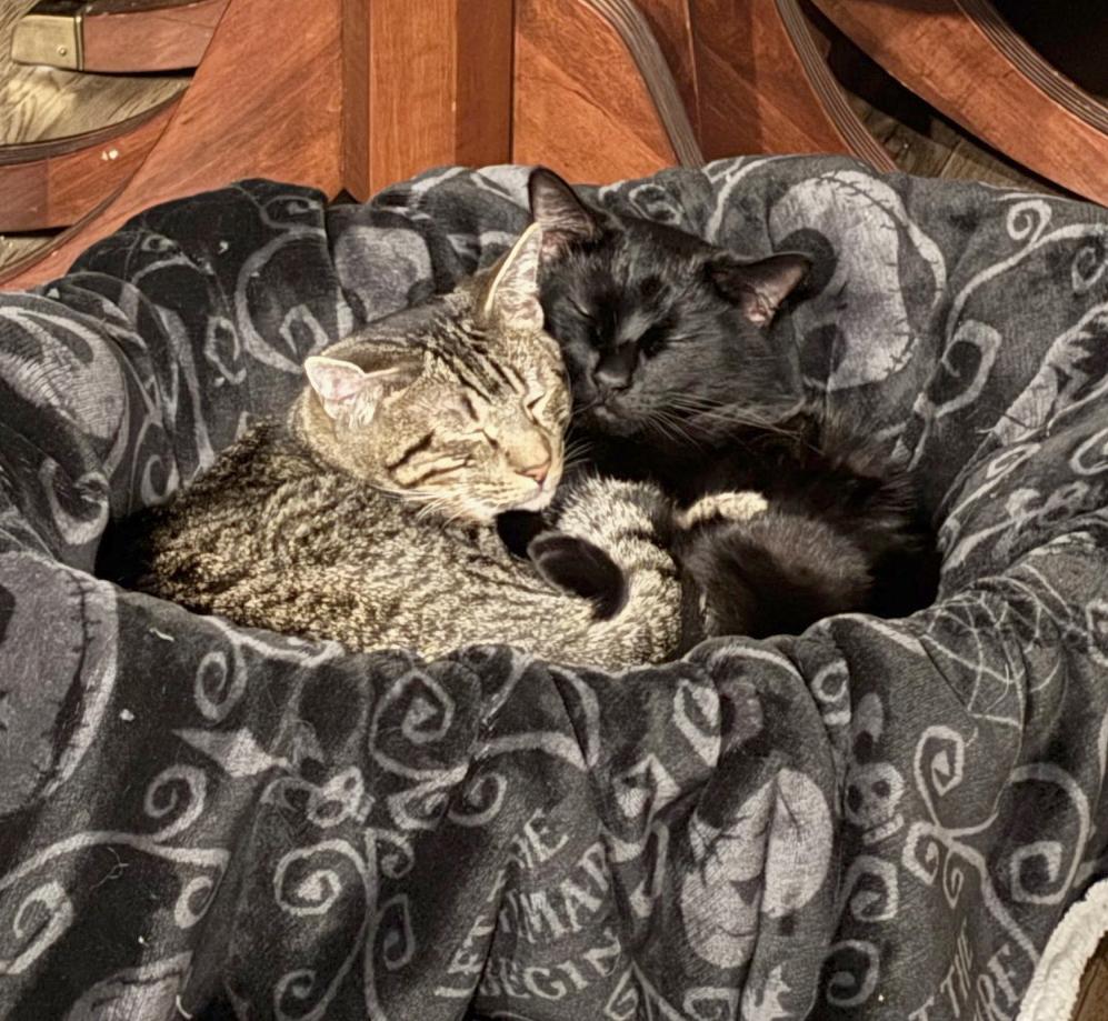 Boq & Fiyero, Adoptable, Adult Male Domestic Short Hair.