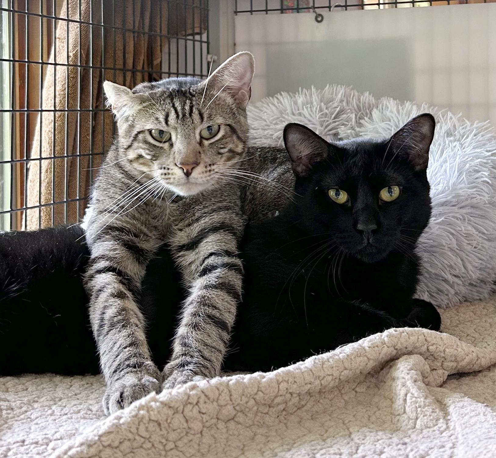 Boq & Fiyero, a Adoptable Domestic Short Hair in Parkville, MO image 3/6