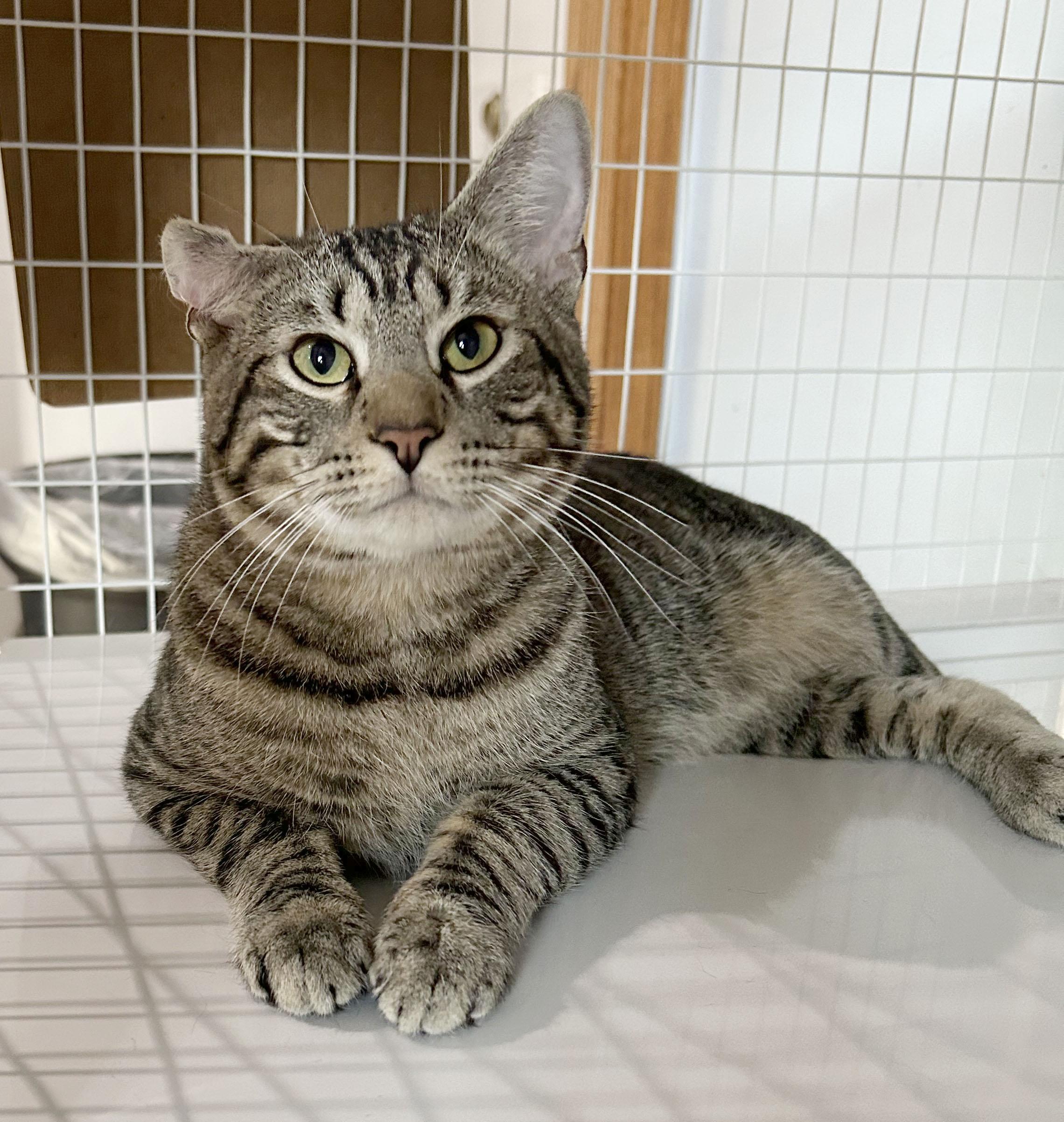 Boq & Fiyero, a Adoptable Domestic Short Hair in Parkville, MO image 5/6