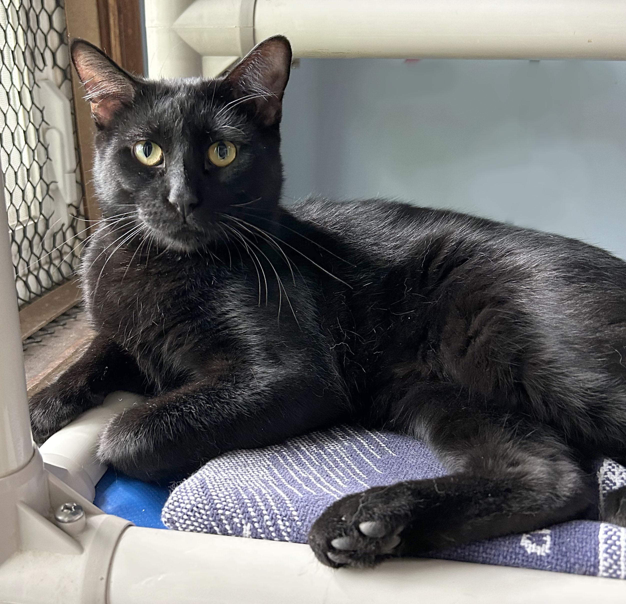 Boq & Fiyero, a Adoptable Domestic Short Hair in Parkville, MO image 4/6