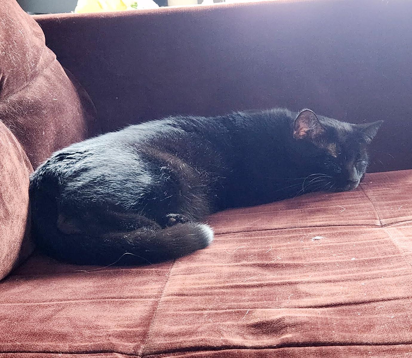 Enlarge Boq & Fiyero, a Adoptable Domestic Short Hair in Parkville, MO image 6/6