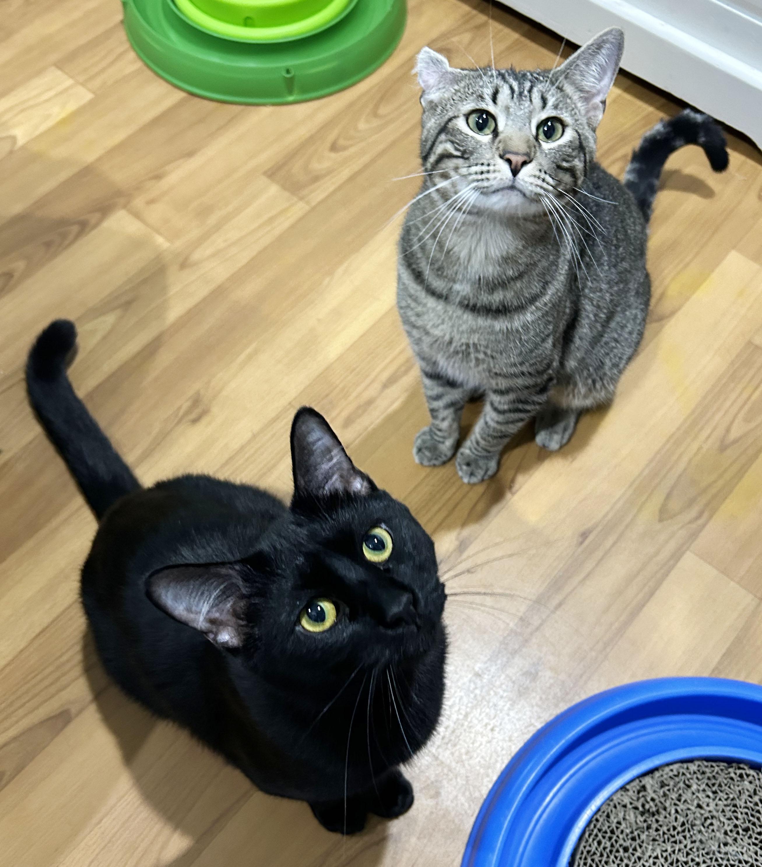 Boq & Fiyero, a Adoptable Domestic Short Hair in Parkville, MO image 1/6