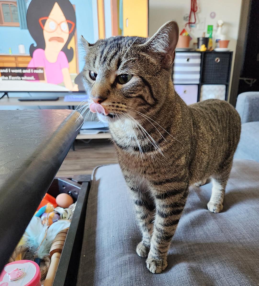 Enlarge Boq & Fiyero, a Adoptable Domestic Short Hair in Parkville, MO image 5/6