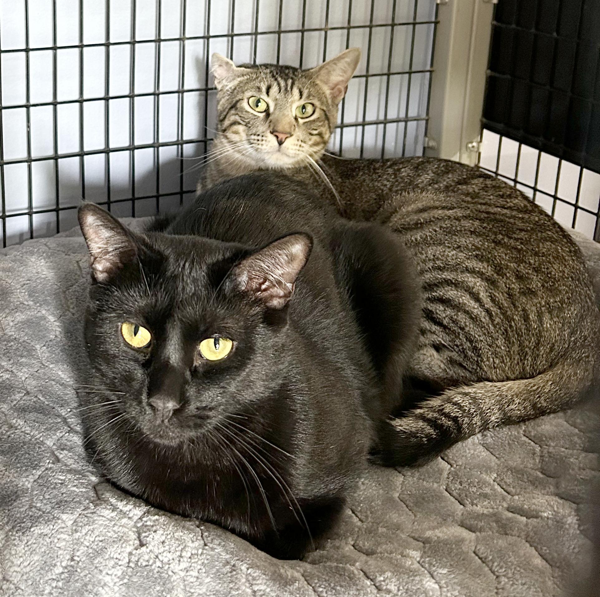 Boq & Fiyero, a Adoptable Domestic Short Hair in Parkville, MO image 2/6